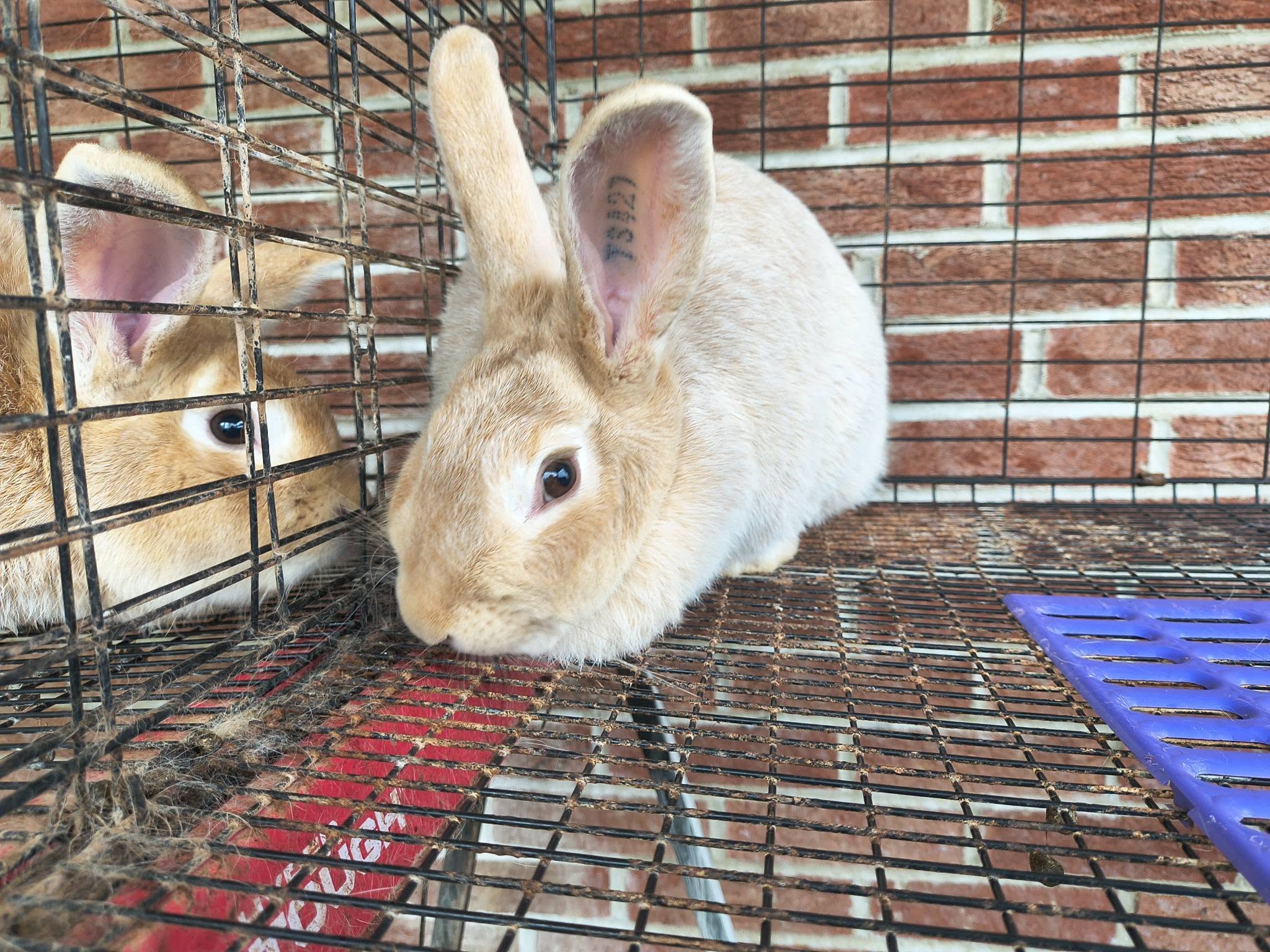 A pale golden Crème d’Argent rabbit looking forward from inside a roomy wire pen