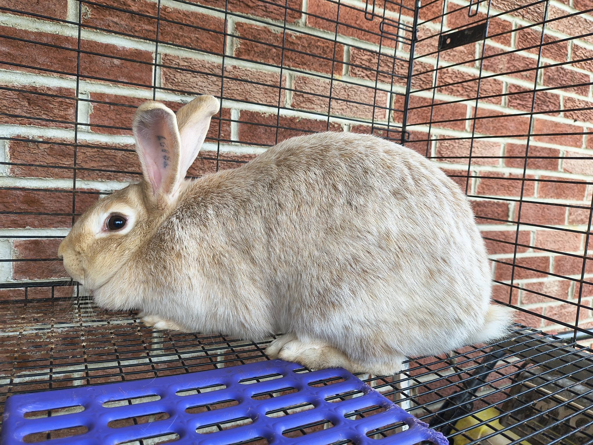 A Crème d’Argent rabbit in profile, showing a creamy coat and warm orange shading