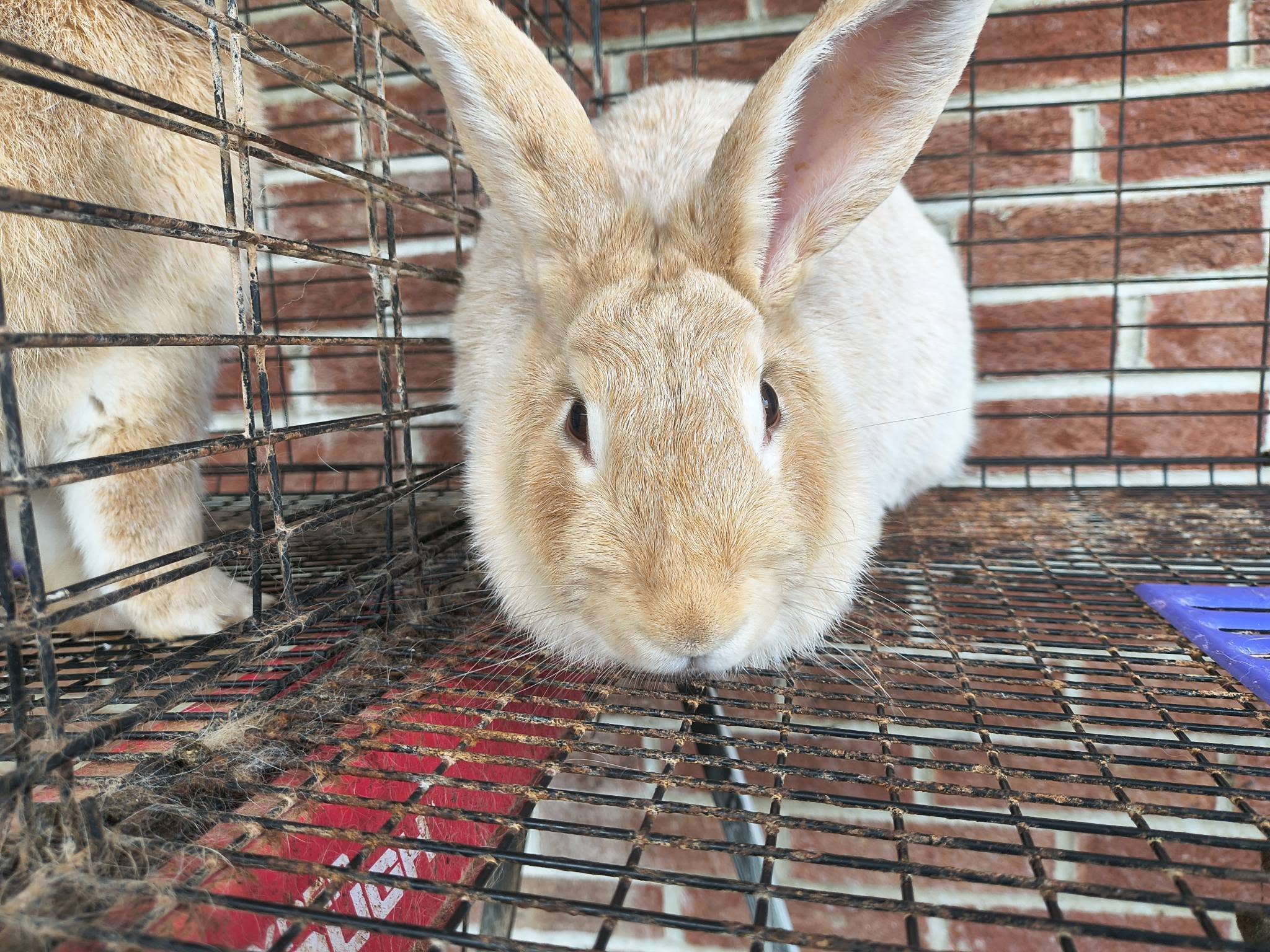 A Crème d’Argent rabbit facing the camera with tall ears and a calm expression