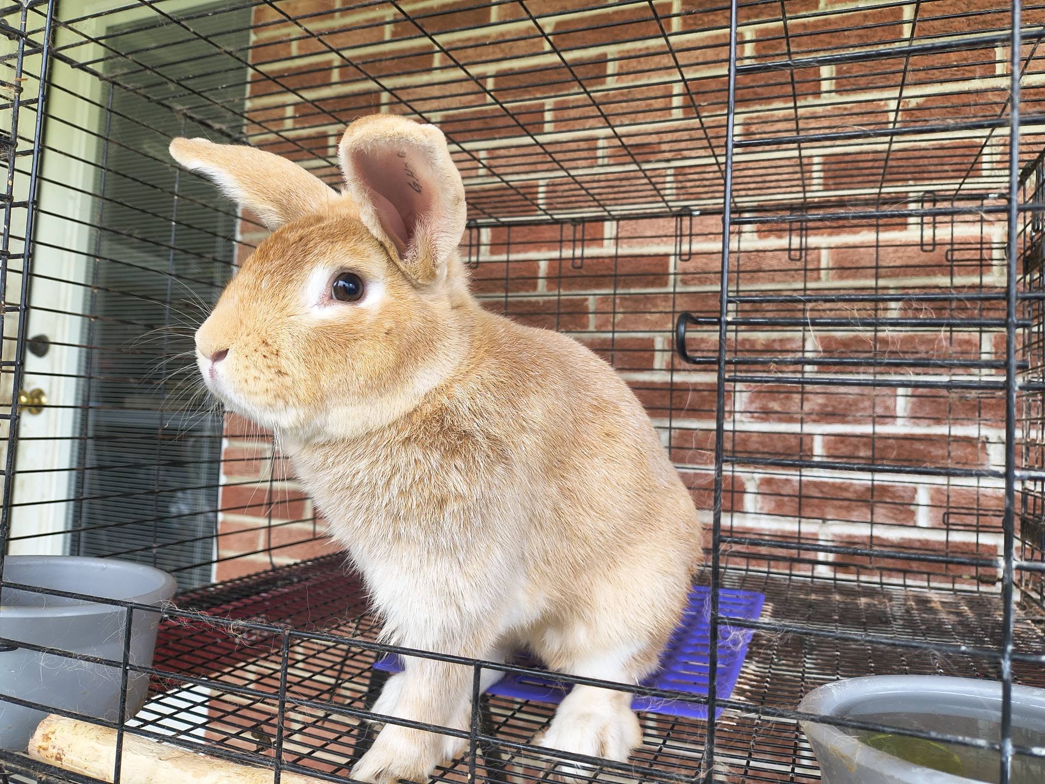 A golden Crème d’Argent rabbit standing alert inside a pen