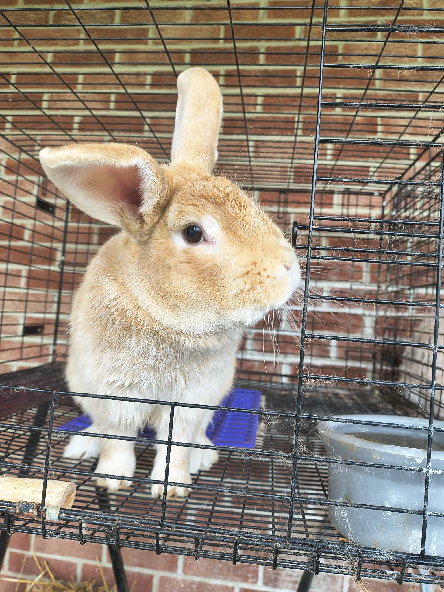 A Crème d’Argent rabbit standing tall beside a feed bowl in the rabbitry