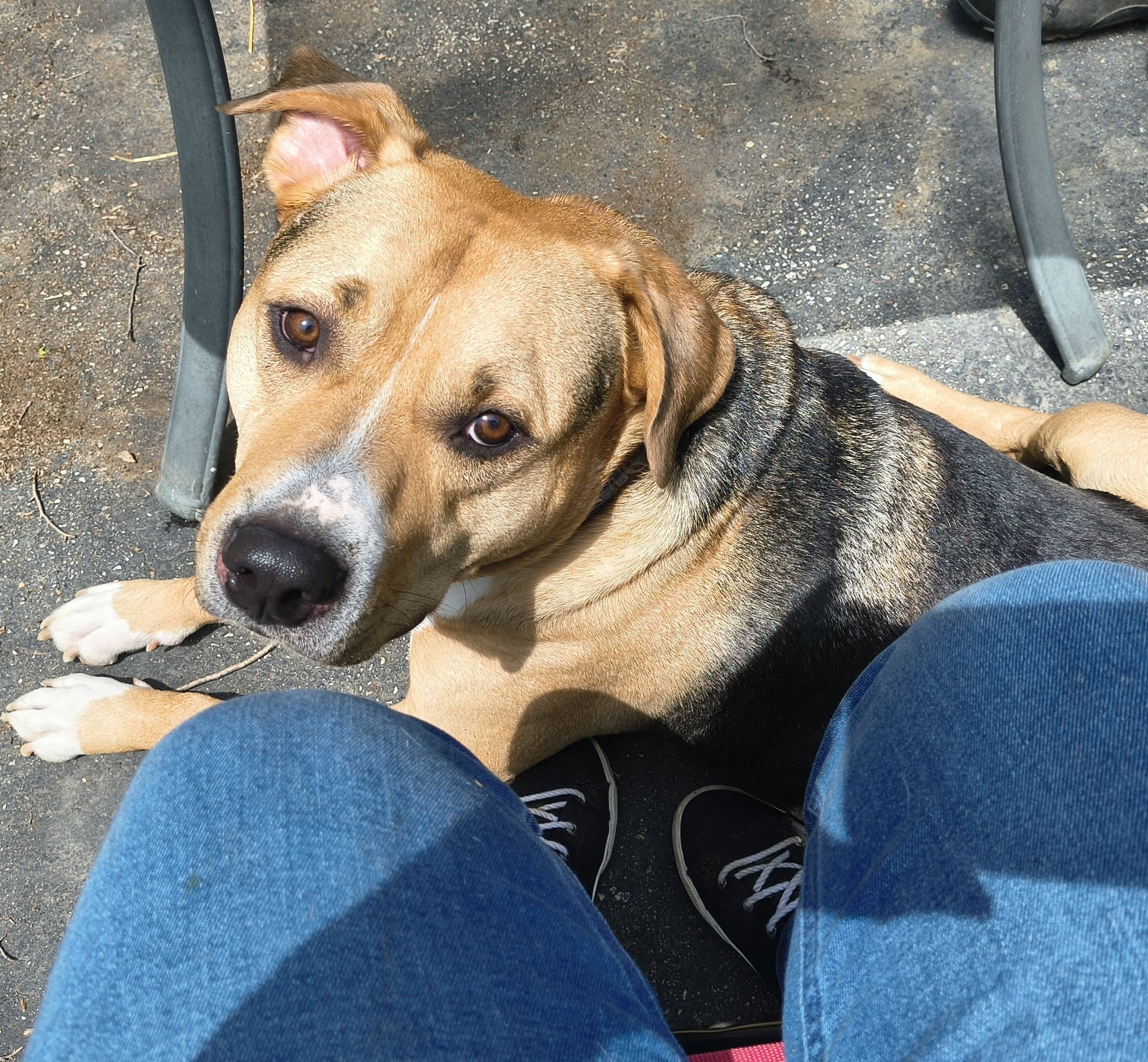 Asher, the family dog, sitting faithfully at April’s feet outdoors