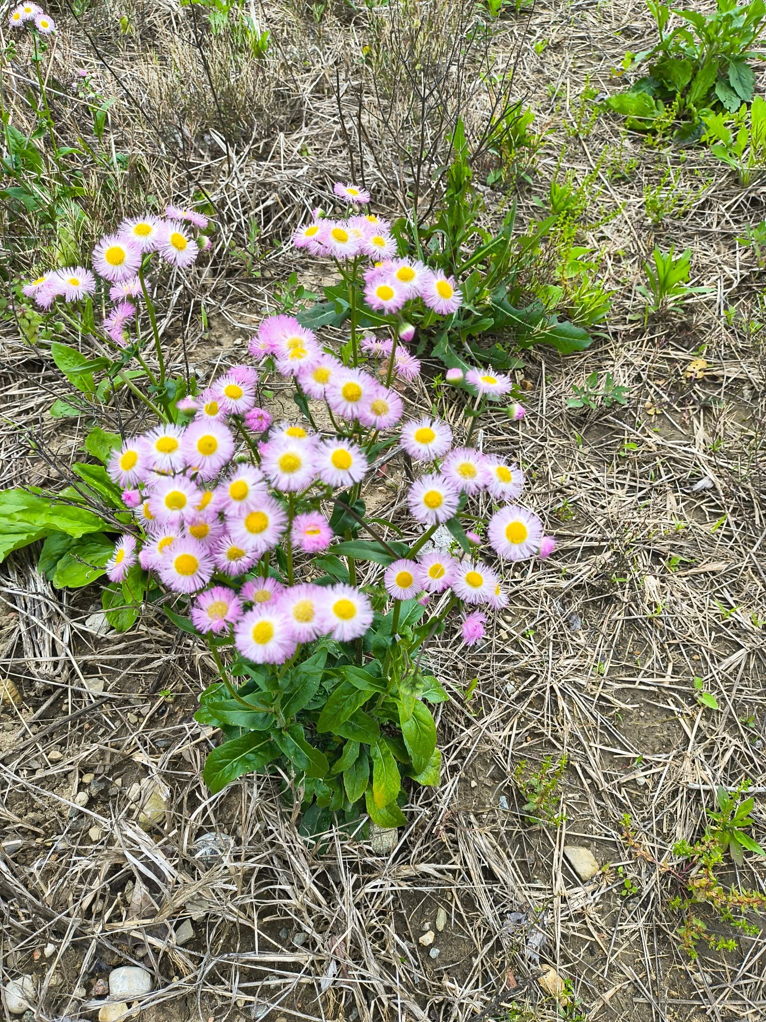 A patch of delicate white Philadelphia Fleabane flowers growing on the property