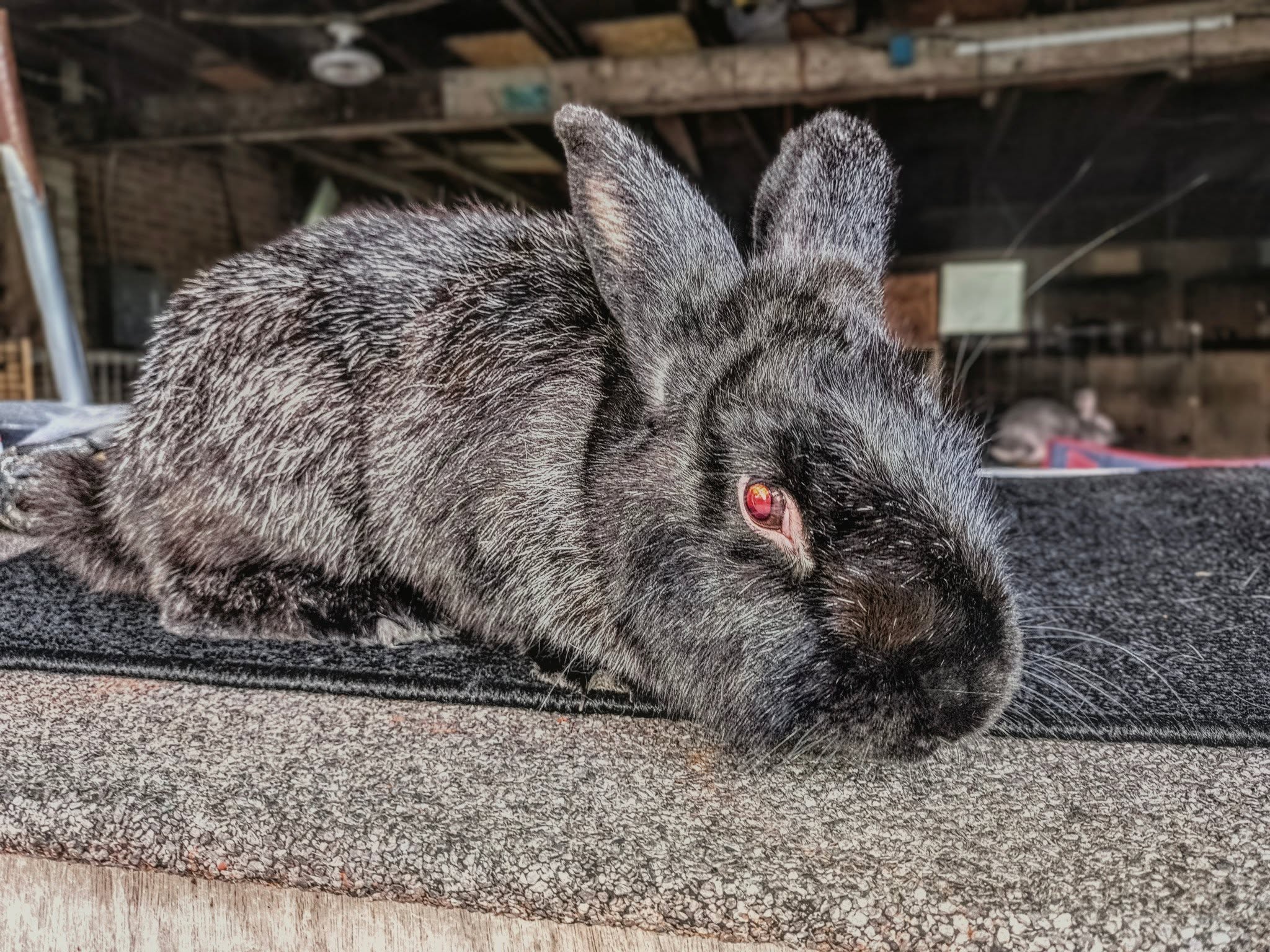 Yo Samity, a gray rabbit, sitting on the grooming table during a brushing